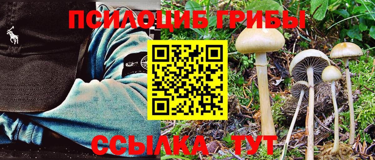 Псилоцибиновые грибы Psilocybine cubensis Майкоп
